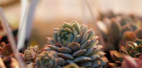 How to take care of succulents indoors: a complete guide