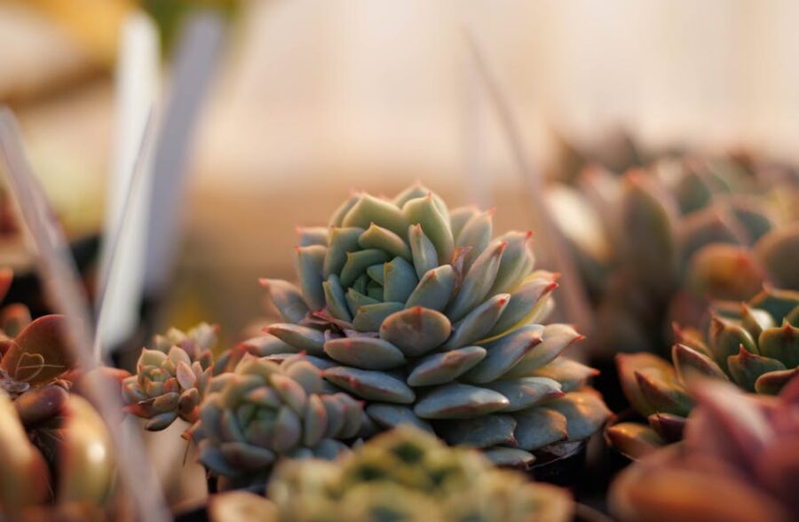 How to take care of succulents indoors: a complete guide